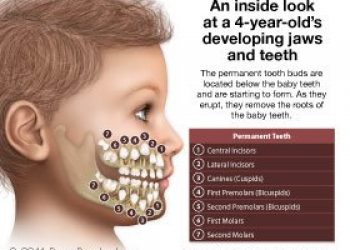 Teeth and jaw development of children - Pediatric Dentistry in Elkin, NC